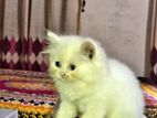 Pure Persian cat female