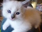 Pure Persian cat for adoption