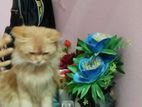 Pure Persian Cat
