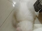 pure Persian cat