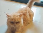 Pure Persian Cat