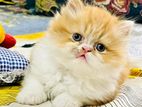 Pure persian cat