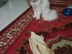 Pure Persian Cat