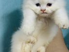 Pure Persian Cat