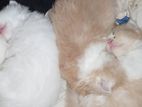 Pure Persian Cat
