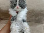 Pure Persian Cat