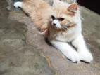 Pure Persian Cat