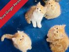Pure Persian Cat