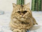 Cat For Sale