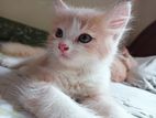 Pure persian cat