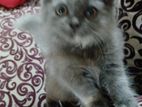 Pure Persian Cat