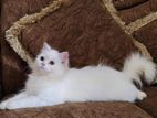 Pure Persian Cat