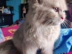 Pure Persian cat