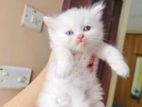 Pure Persian Cat