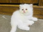 Pure Persian Cat