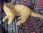 Pure Persian Cat