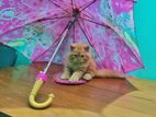 Pure Persian Cat