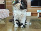 Pure Persian Cat