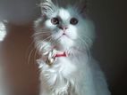 Pure Persian Cat