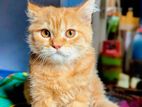 Pure Persian Cat