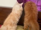 Pure Persian Cat