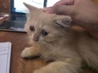 Pure Persian Cat
