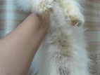 Pure Persian Cat