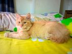 Pure persian cat