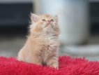 Pure Persian Cat
