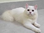 Pure Persian Cat