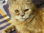 Pure Persian cat