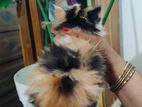 Pure Persian Cat