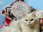 Pure Persian Cat