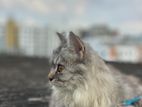 Pure Persian Cat