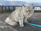 Pure Persian Cat