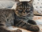 Pure Persian cat