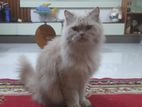 pure persian cat