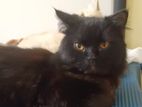 Pure Persian Cat