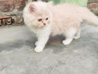 Pure Persian Cat