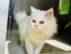 Pure Persian cat