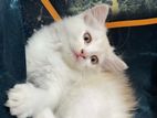 Pure Persian Cat sell