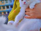pure persian cat