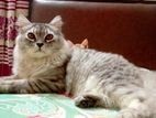 pure persian cat