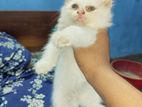 pure persian cat