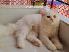 Pure Persian cat