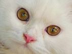 Pure persian cat