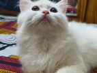 Pure Persian cat