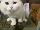 pure Persian cat