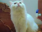 Pure Persian Cat sell