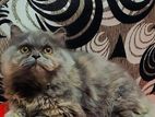 pure Persian cat